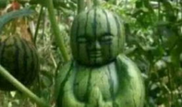 湖南吃瓜爆料事件真相,揭秘真相背后的曲折历程